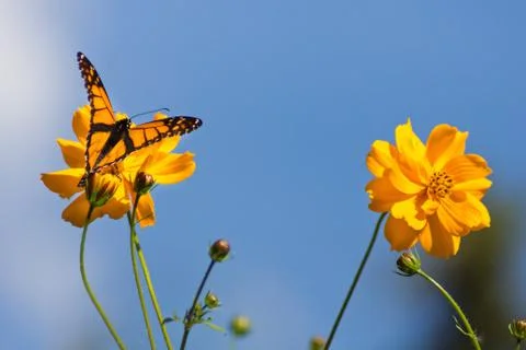 Monarch Butterfly Stock Photos