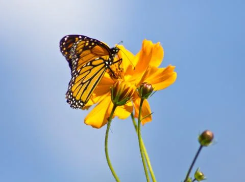 Monarch Butterfly Stock Photos