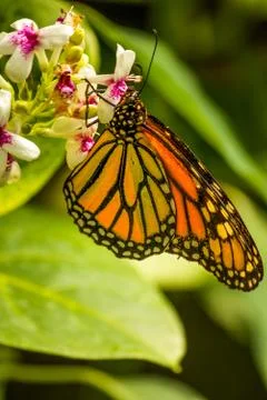 Monarch butterfly Stock Photos