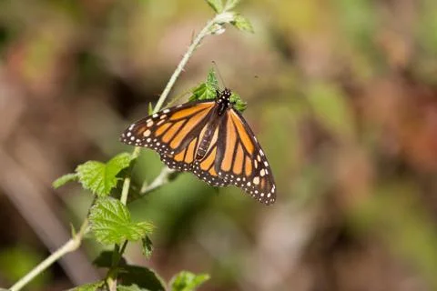 Monarch Butterfly Stock Photos