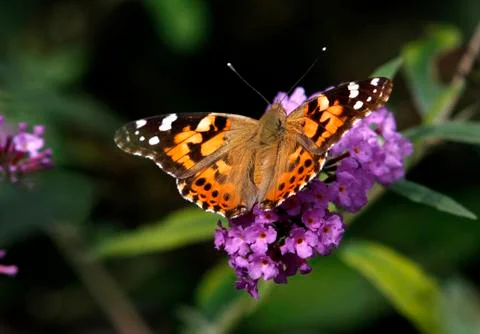 Monarch butterfly Foto stock