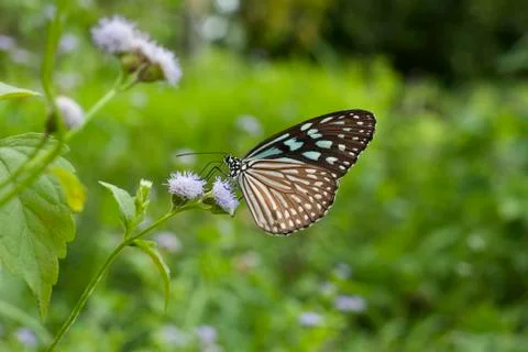 Monarch Butterfly Stock Photos