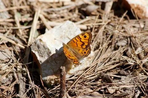Monarch Butterfly Stock Photos