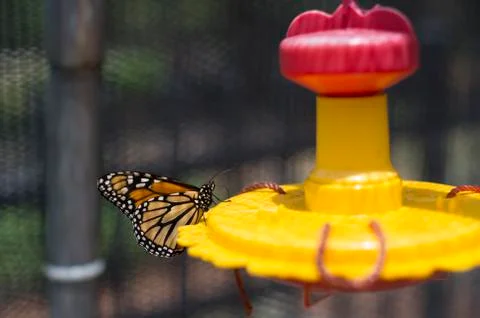 Monarch Butterfly 스톡 사진