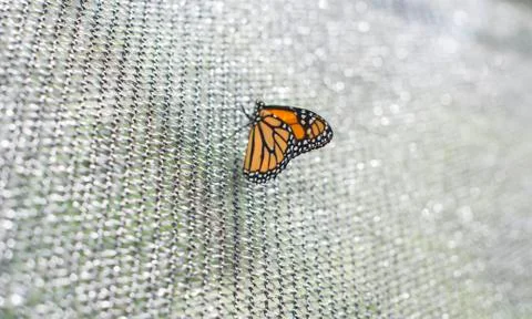 Monarch Butterfly 스톡 사진