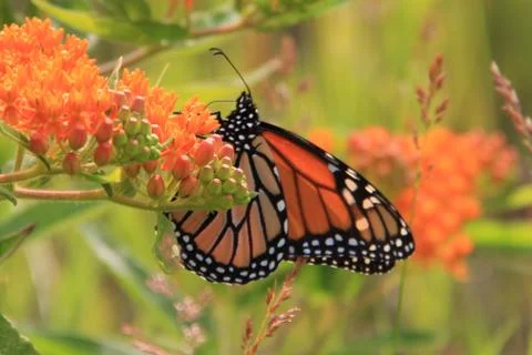 Monarch Butterfly Stock Photos