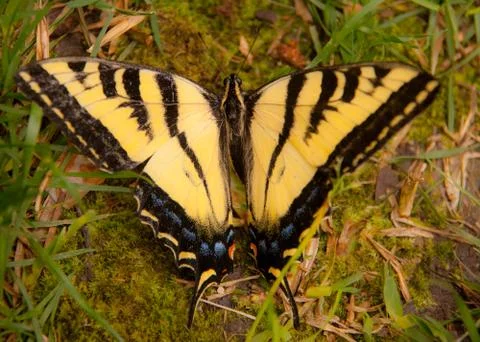Monarch Butterfly Stock Photos