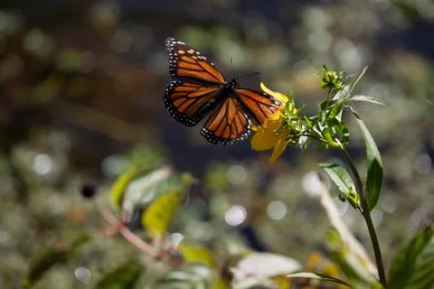 Monarch Butterfly Stock Photos