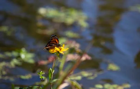 Monarch Butterfly Stock Photos