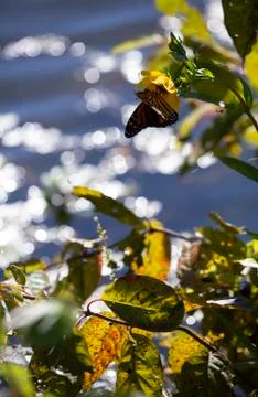 Monarch Butterfly Foto stock