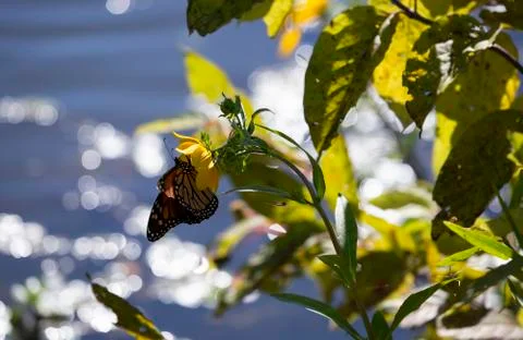 Monarch Butterfly Stock Photos