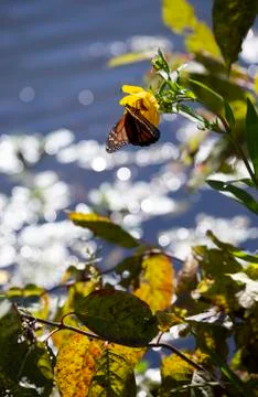 Monarch Butterfly Foto stock