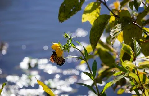 Monarch Butterfly Stock Photos