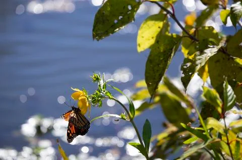 Monarch Butterfly Foto stock