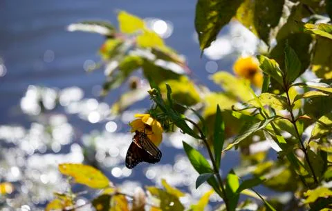 Monarch Butterfly Stock Photos