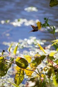Monarch Butterfly Foto stock