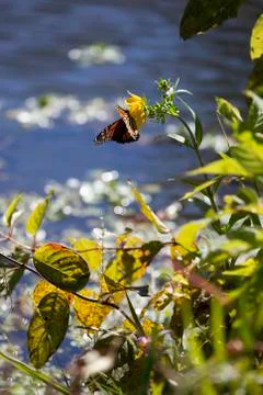 Monarch Butterfly Stock Photos