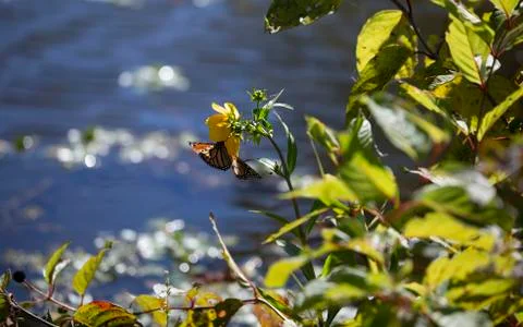 Monarch Butterfly Foto stock