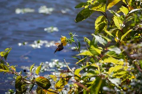 Monarch Butterfly Foto stock