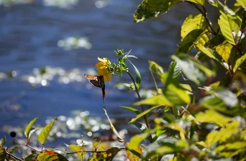 Monarch Butterfly Foto stock