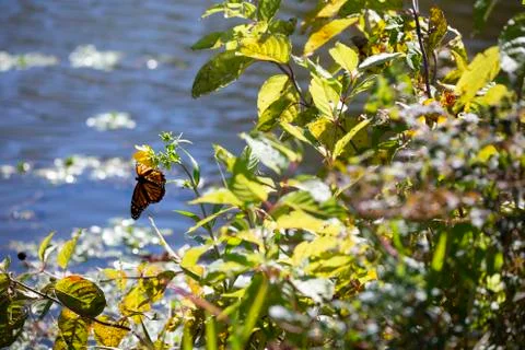 Monarch Butterfly Stock Photos