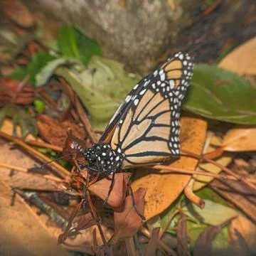 Monarch butterfly Foto stock