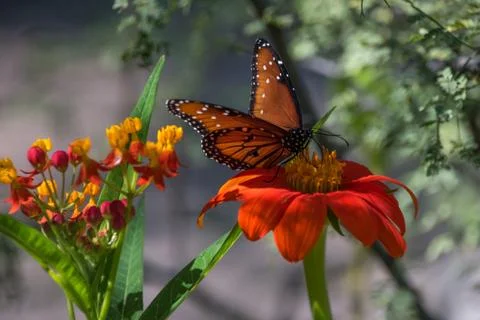Monarch butterfly Stock Photos