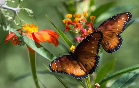 Monarch butterfly Stock Photos