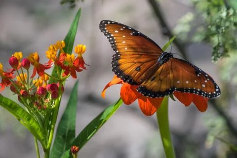 Monarch butterfly Stock Photos