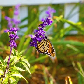 Monarch butterfly Foto stock