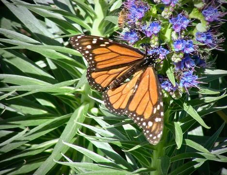 Monarch Butterfly Stock Photos