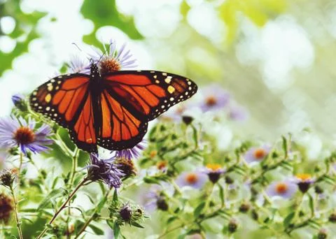 Monarch butterfly Stock Photos