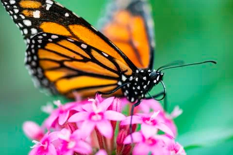Monarch Butterfly Stock Photos