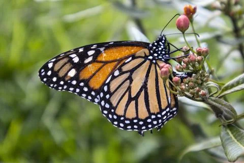 Monarch butterfly Stock Photos