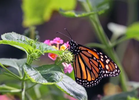 Monarch Butterfly Stock Photos