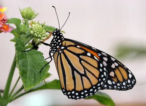Monarch Butterfly Stock Photos