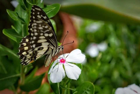 Monarch Butterfly Foto stock