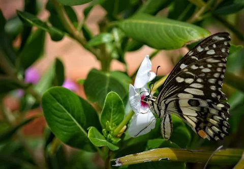 Monarch Butterfly Stock Photos