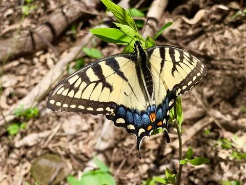 Monarch Butterfly 写真素材