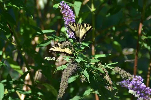 Monarch Butterfly Stock Photos