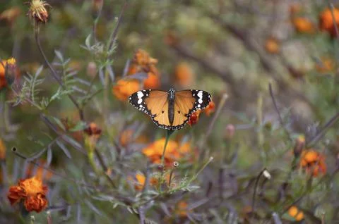 Monarch butterfly Stock Photos