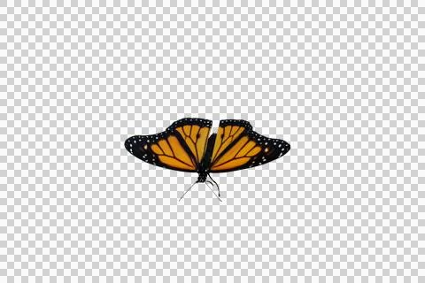 Monarch butterfly Stock Photos