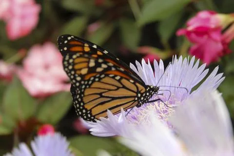 Monarch Butterfly Stock Photos