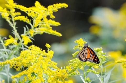 Monarch butterfly Фото