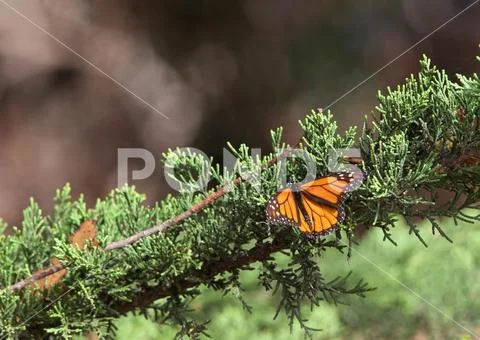 Monarch Butterfly in a pine tree. The monarch butterfly may be the most famil Stock Photos