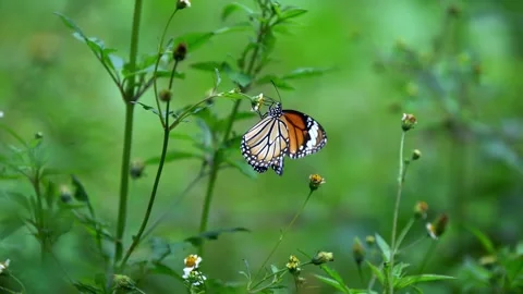 Monarch butterfly on a plant Video stock 341925956
