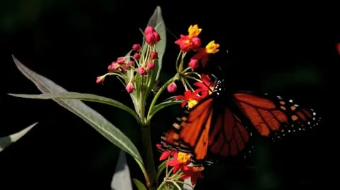 Monarch Butterfly Pollinates Red Flower Video stock 8986329