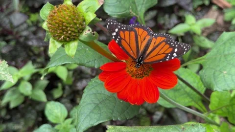 Monarch butterfly pollinating a bright red flower Stock Footage 335287720