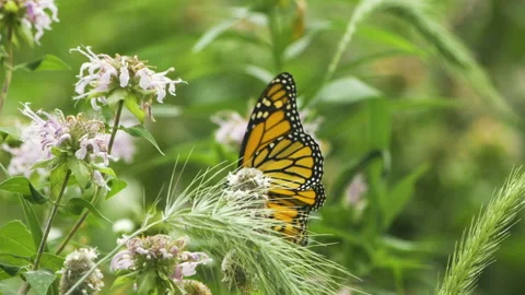 Monarch Butterfly Pollinating in Midwest US Vídeos de archivo 137214364