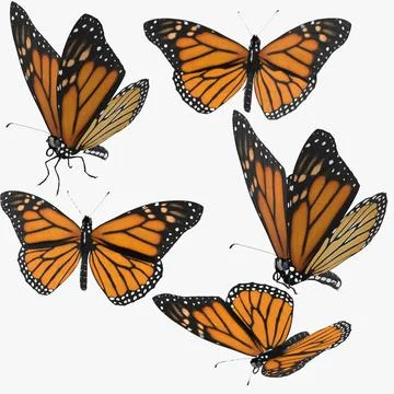 Monarch Butterfly Poses Collection 3D Model